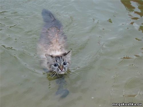 кошки плавают, кошки в воде