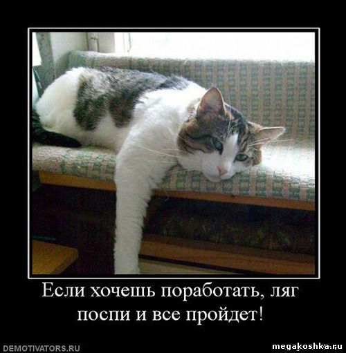 демотиваторы с кошками котами котэ демотиваторы