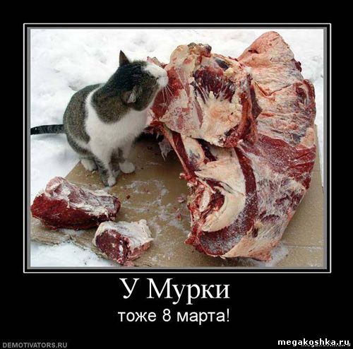 демотиваторы с кошками котами котэ демотиваторы