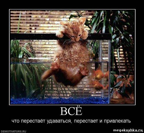 демотиваторы с кошками котами котэ демотиваторы