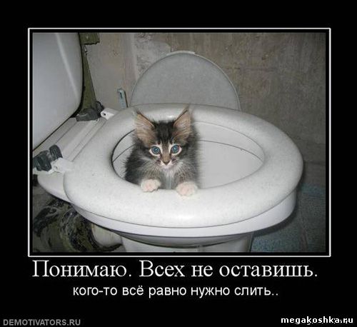 демотиваторы с кошками котами котэ демотиваторы