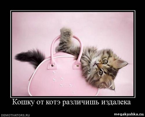 демотиваторы с кошками котами котэ демотиваторы