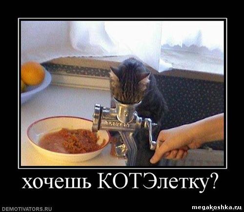 демотиваторы с кошками котами котэ демотиваторы
