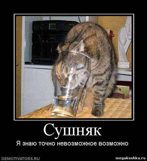 демотиваторы с кошками котами котэ демотиваторы