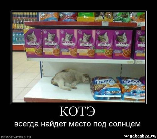 демотиваторы с кошками котами котэ демотиваторы