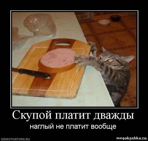 демотиваторы с кошками котами котэ демотиваторы