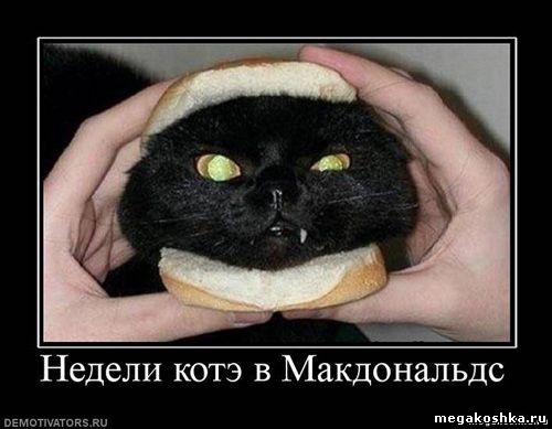 демотиваторы с кошками котами котэ демотиваторы