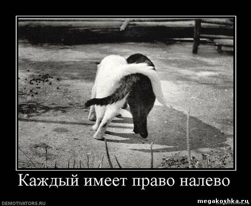 демотиваторы с кошками котами котэ демотиваторы