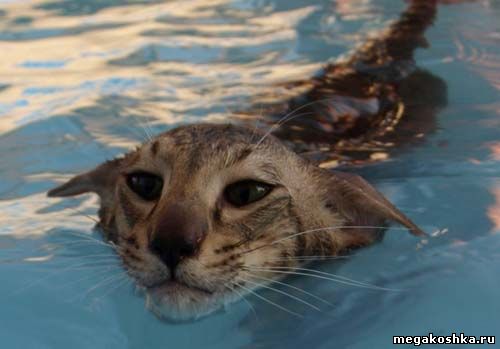 кошки плавают, кошки в воде