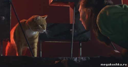 кадры из фильма леди кошка