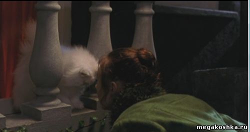 кадры из фильма леди кошка