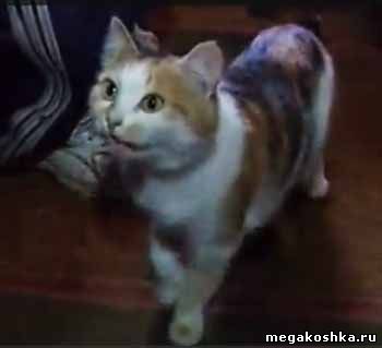 кошка выжила в авиакатастрофе