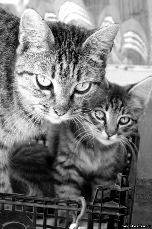 кошки