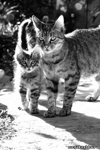 кошки
