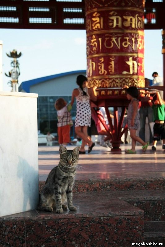кошка