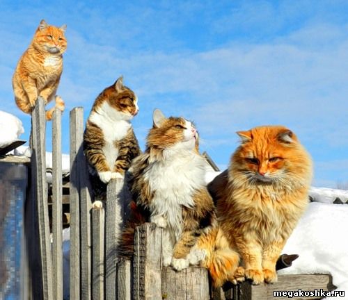 кошки на заборе