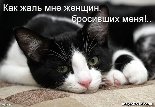 грустный кот