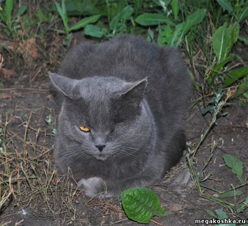 кошка