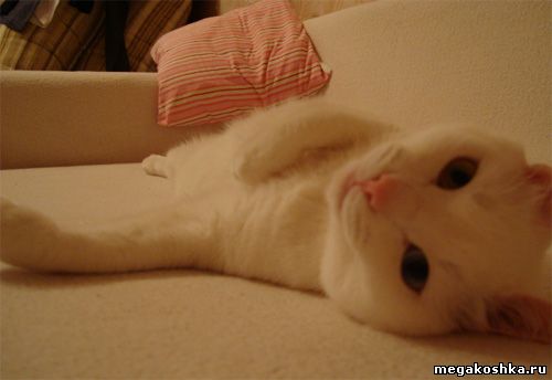 кошка