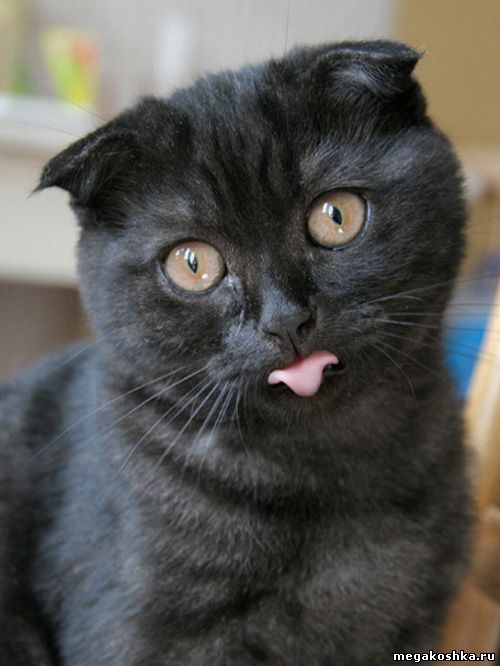 кошка