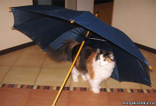 кошка