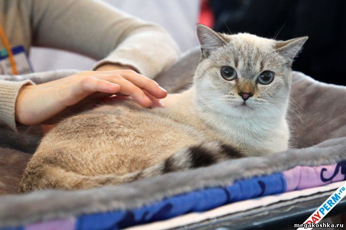 выставка кошек