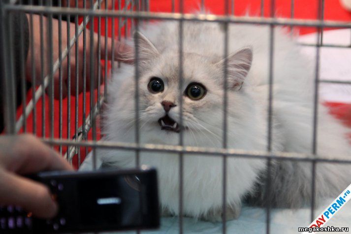 выставка кошек