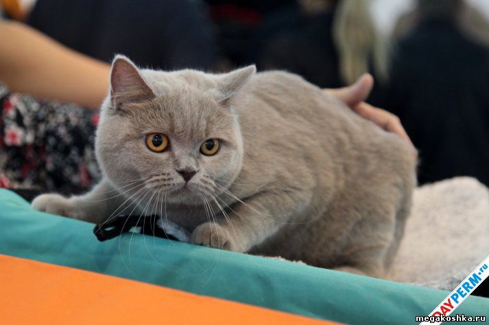 выставка кошек