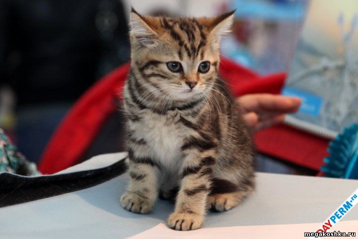 выставка кошек