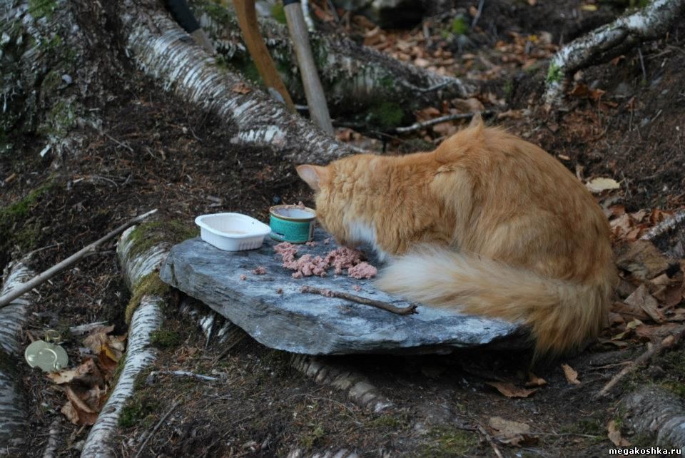 кошка в канаде