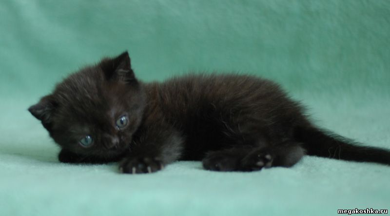 черный вислоухий котенок