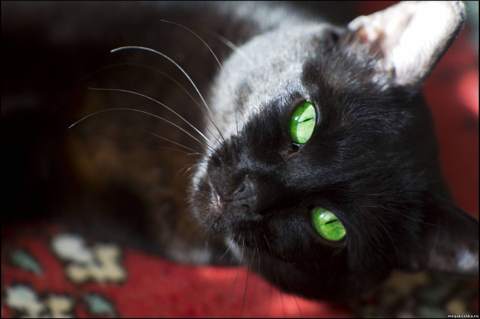 Черный зеленый глазками. Чёрный кот с зелёными глазами. Черная кошка с зелеными глазами. Чёрный котик с зелёными глазами. Кошка с зелеными глазами.