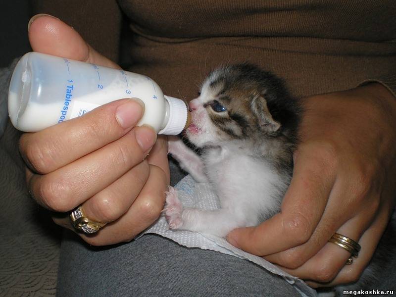 Поить форум. Кормление котят. Искусственное вскармливание котят. Соска для маленьких котят. Котенок пьет из бутылочки.