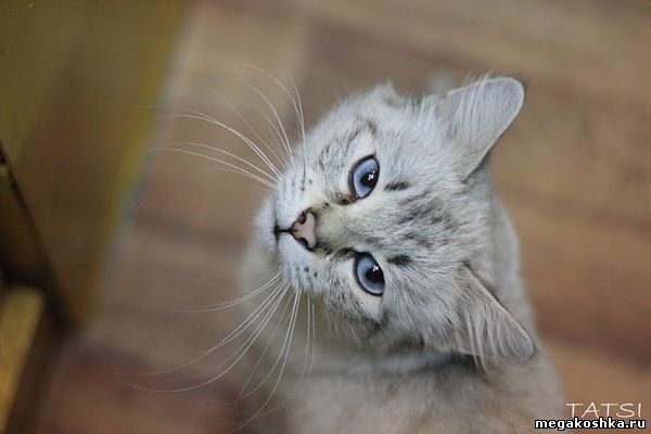 кошка с голубыми глазами